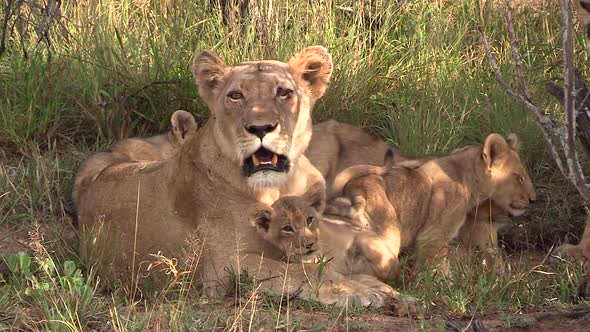 Adorable scene of a lioness with her cubs.