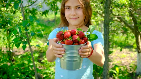 A Child Harvests Strawberries in the Garden