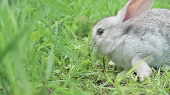 Cute Fluffy Light Gray Easter Bunny Sits on a Green Meadow in Sunny Weather Closeup