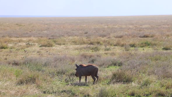 A Lone Warthog Wandering Around the Plains of the Serengeti in Tanzania on a Sunny Day in Slow Motio