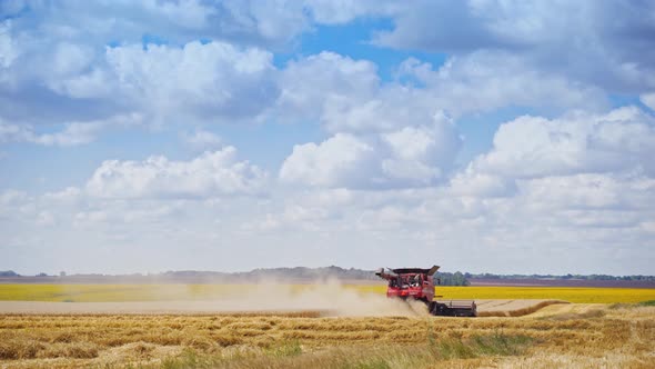 Grain harvesting tractor. Machine for separating wheat grains working on field