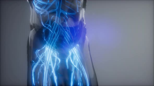 Blood Vessels of Human Body alt