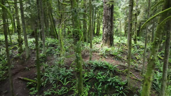 Deep in the old growth forest along the beautiful and lush Sunshine Coast Trail in British Columbia,