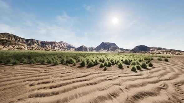 Flat Desert with Bush and Grass