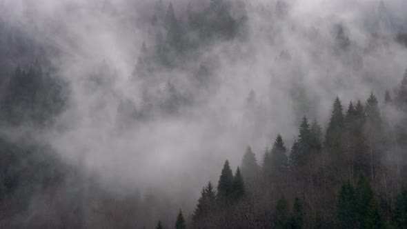 Foggy Forest