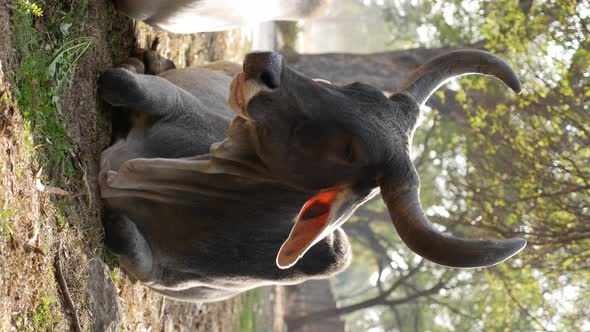 Indian Cow Also Known As Zebu or Bos Taurus Indicus Taking a Rest in the Grass Near the Road