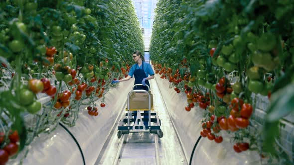 One Woman Cultivates Ripe Tomatoes in a Glasshouse. Agriculture, Fresh Healthy Organic Food Concept