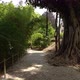 Eucalyptus Tree Growing in One of Many Paths in Botanical Garden of the University of Coimbra - VideoHive Item for Sale