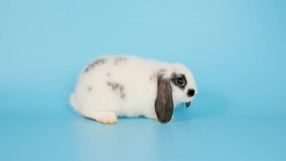 Cute little white and down black ears rabbit lie and sit on blue screen background