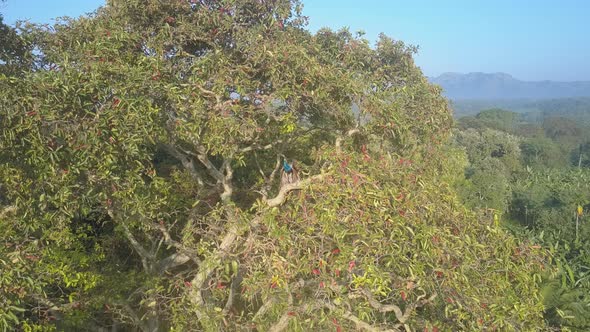 Colorful Peacock Perched on Treetop in National Park