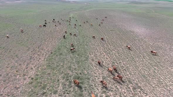 Big Crowded Herd of Cows Grazing on Barren Land of Terrestrial Climate