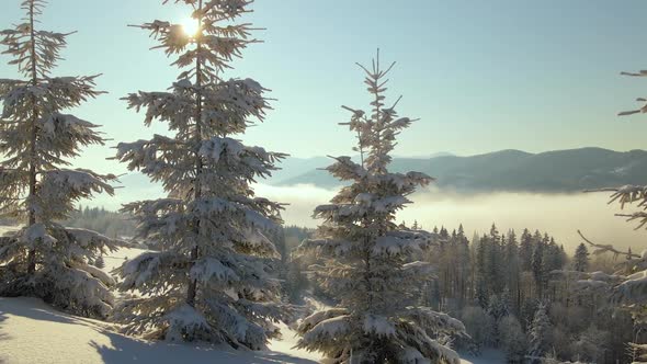 Amazing winter landscape with pine trees of snow covered forest in cold foggy mountains at sunrise.