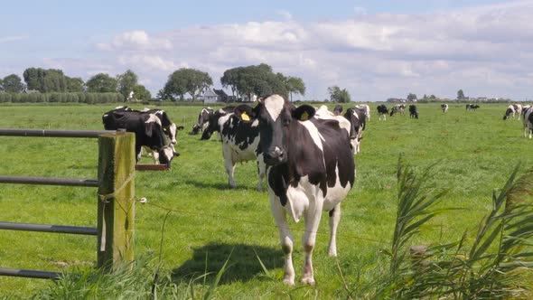 Black and white cows in the meadow grazing and looking around