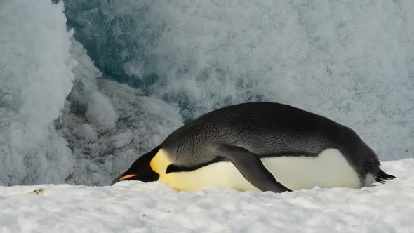 Emperor Penguin on the Snow in Antarctica