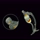 Entoprocta (Kamptozoa) Under the Microscope, Living in the Sea Either Singly or in Colonies, Were - VideoHive Item for Sale