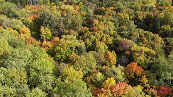 Aerial View of Autumn Forest