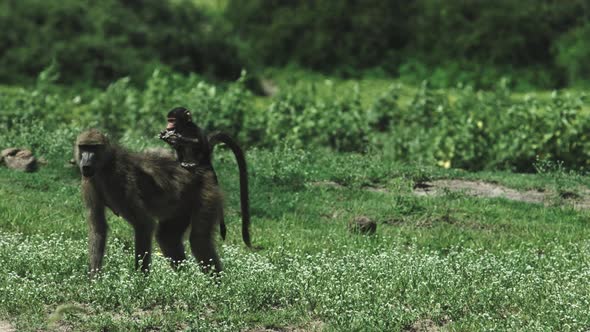 Baboon baby eats on his mother's back, Africa.