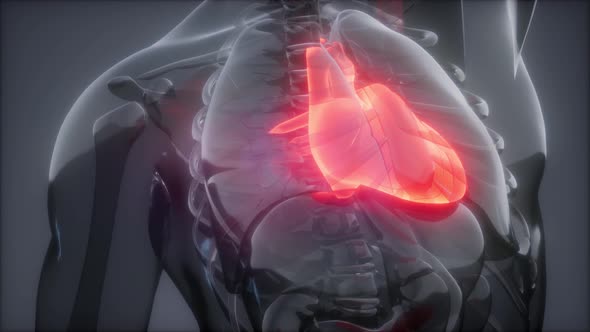 Human Heart Radiology Exam alt