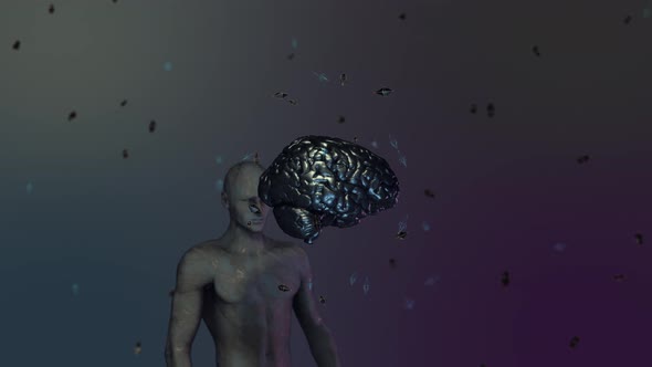 Human Brain 01