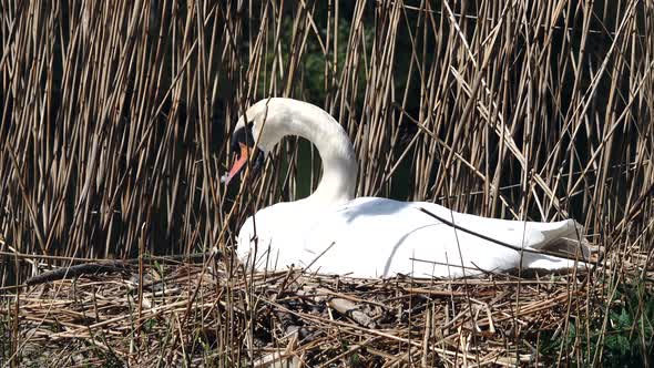 white swan hatches his egg