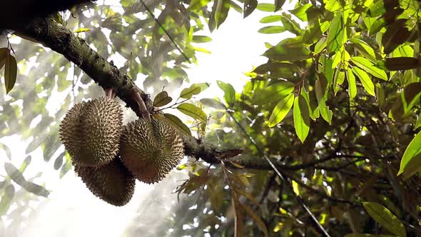 Farmer's Spraying Liquid Fertilizer On Big, Tall Durian Tree