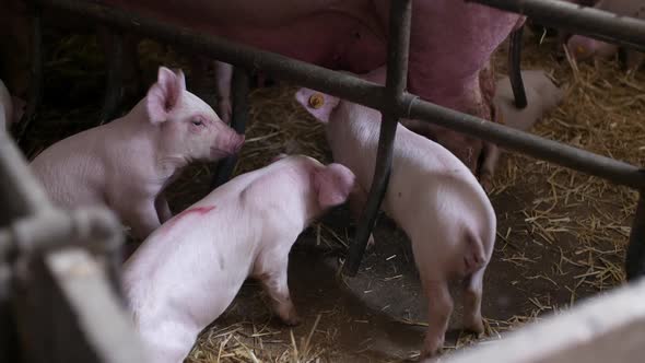 Piglets Drink Milk. Young Pigs in Agricultural Farm