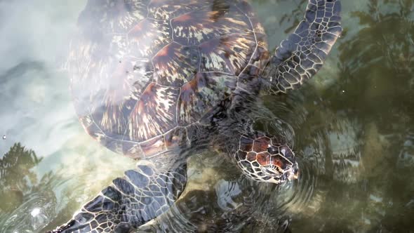 Slow motion clip of a sea turtle swimming near the shore. Shot above the sea level.