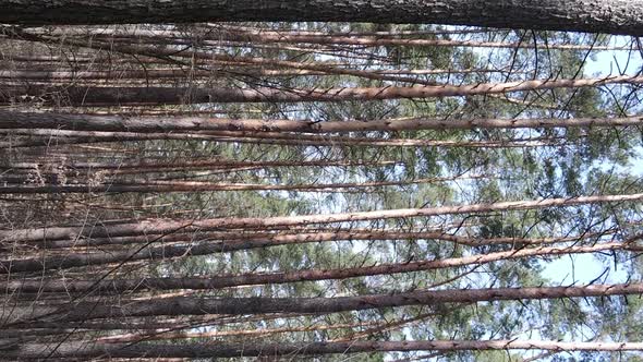 Vertical Video of Trees in a Pine Forest Slow Motion