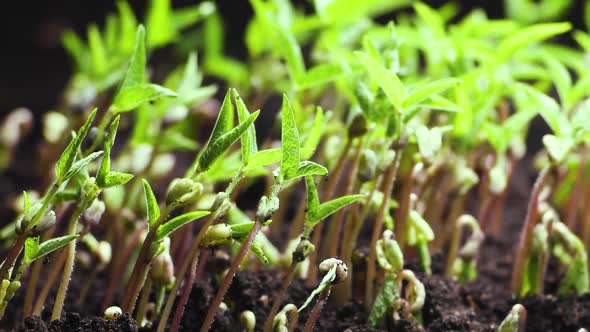 Growing Plants in Timelapse Sprouts Germination Newborn Plant
