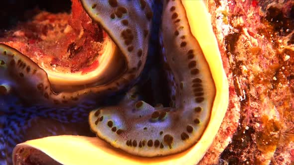 Blue Giant Clam super close up