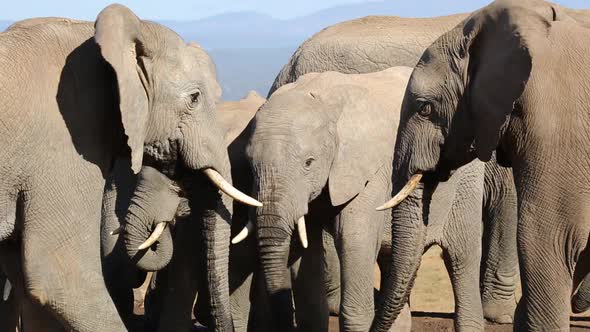 African Elephants Interacting