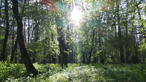 Summer Forest with Pine Trees Slow Motion