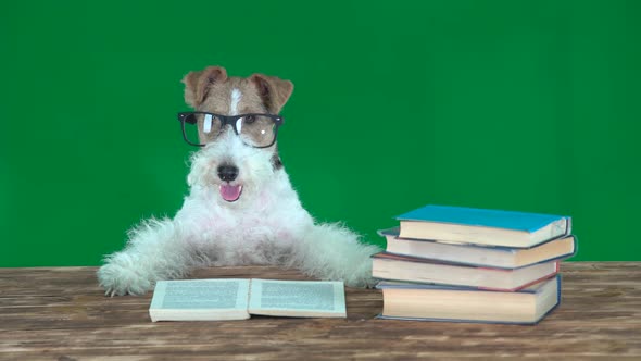 School Dog with Books Green Screen