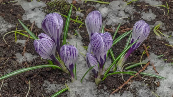 Yellow Crocus Bloom Spring Flower