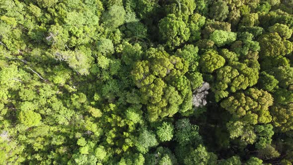 Forest Aerial View