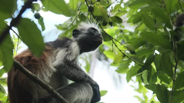 Red Colobus Monkey Sitting on Branch in Jozani Tropical Forest Zanzibar Africa