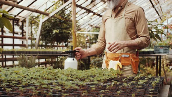 Senior Male Farmer Spraying Plants in Greenhouse