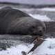 MS Fur seal (Arctocephalus gazella) lying on snow at Deception Island / Antarctic Peninsula, Antarct - VideoHive Item for Sale
