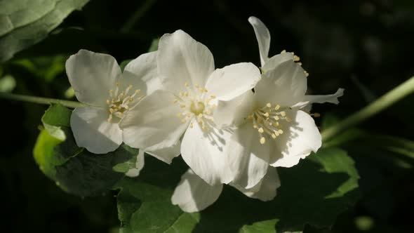 Philadelphus coronarius flower in the garden 4K 2160p 30fps UltraHD footage - White sweet mock-orang