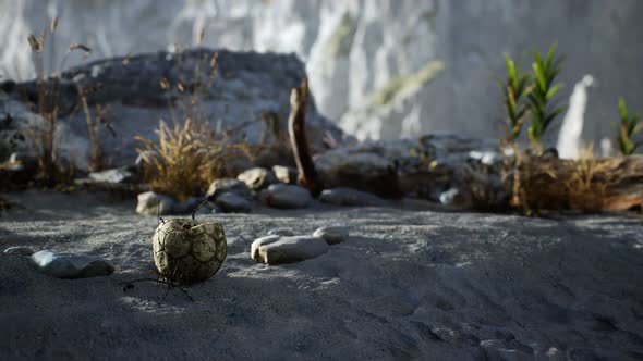 An Old Torn Soccer Ball Thrown Lies on Sand of Sea Beach alt