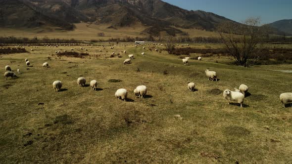 Lots of Sheep Grazing in the Mountain Meadow