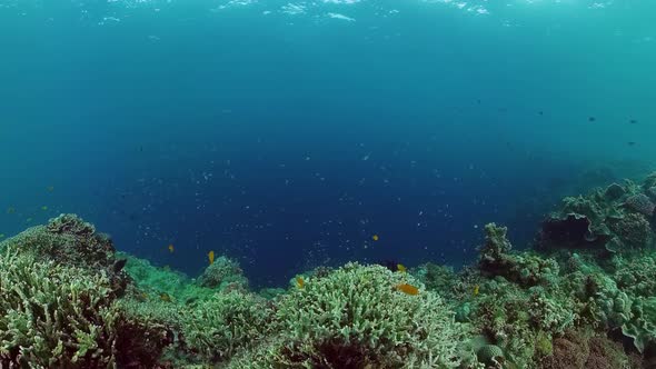 The Underwater World of a Coral Reef