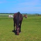 Horses Graze in A Meadow in A Corral on A Sunny Day - VideoHive Item for Sale