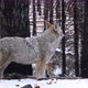Wild Wolf Coyote or Coywolf Winter Snowy Fores California Wildlife Fauna USA - VideoHive Item for Sale