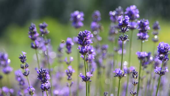 Purple lavender flowers on a field in rain drops