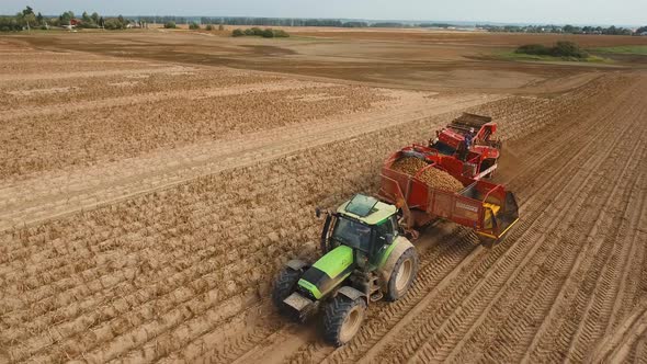 Harvesting Potatoes on the Field