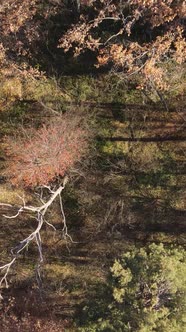 Vertical Video of an Autumn Forest During the Day