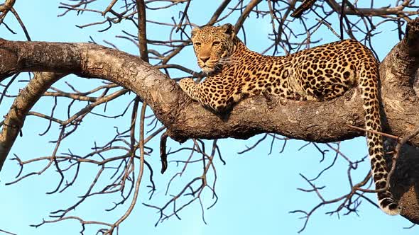 Stunning Shot of a Female Leopard Resting on a Tree Branch at Sunset