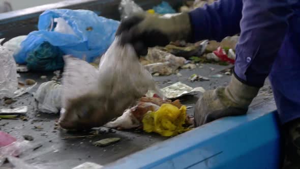 Workers at Conveyor Sorting Garbage at a Recycling Plant