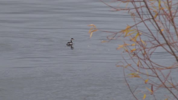 Duck Swims On River